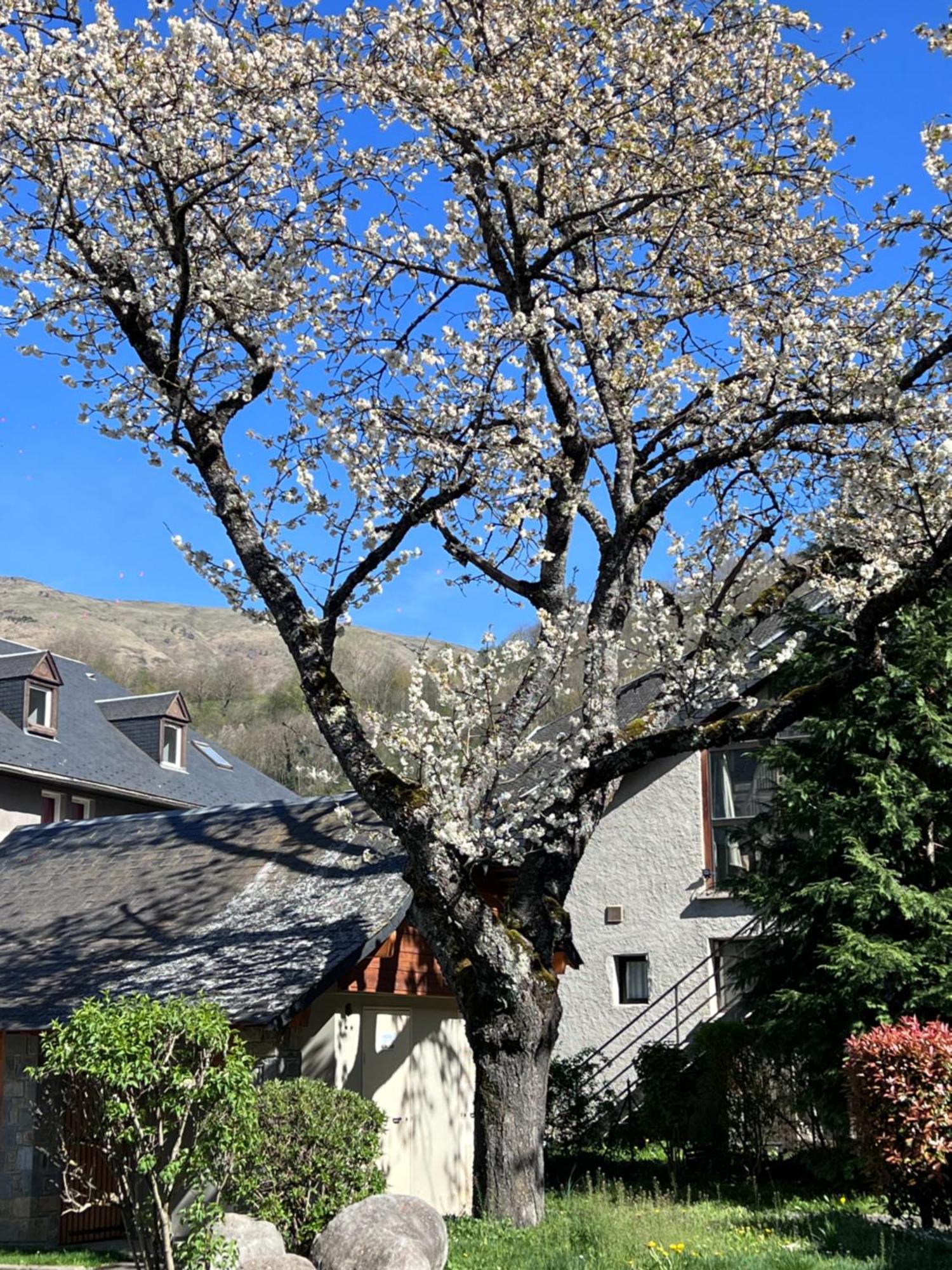 Au Coeur De St-lary - Piscine Chauffee Et Sauna Appartement *